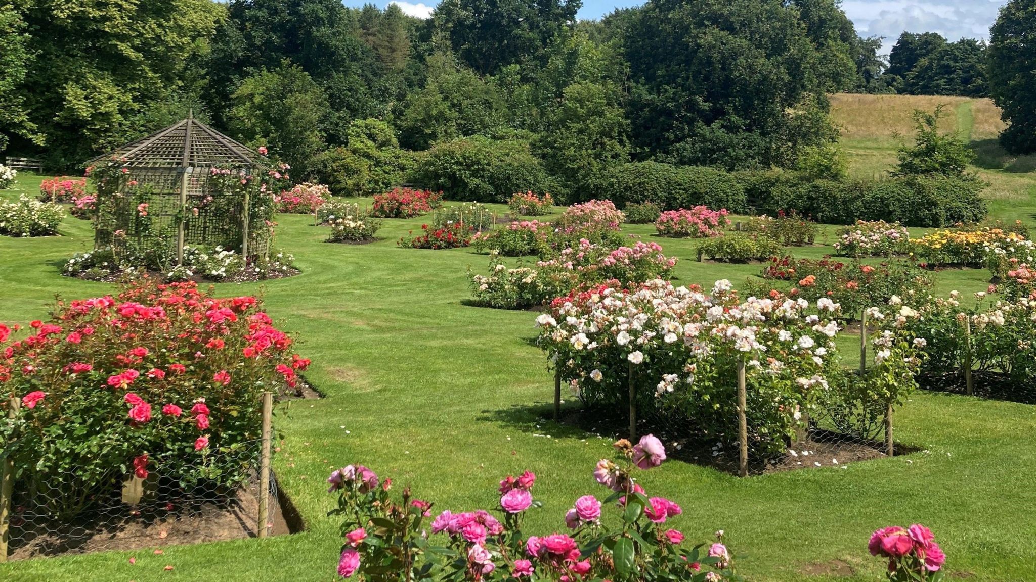 Multiple rows of roses in bloom on a sunny day, including pink roses, red roses, white roses, and yellow roses