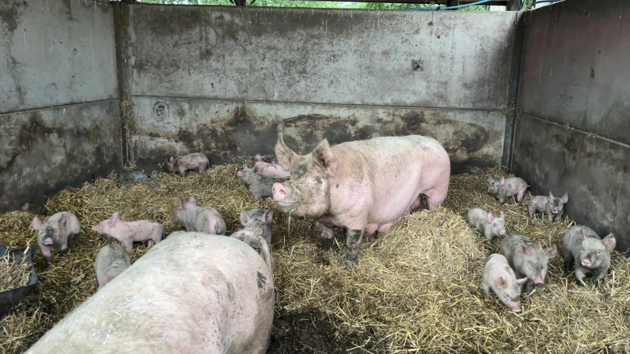 Two large adult pigs are surrounded by about a dozen piglets in a straw-covered pen