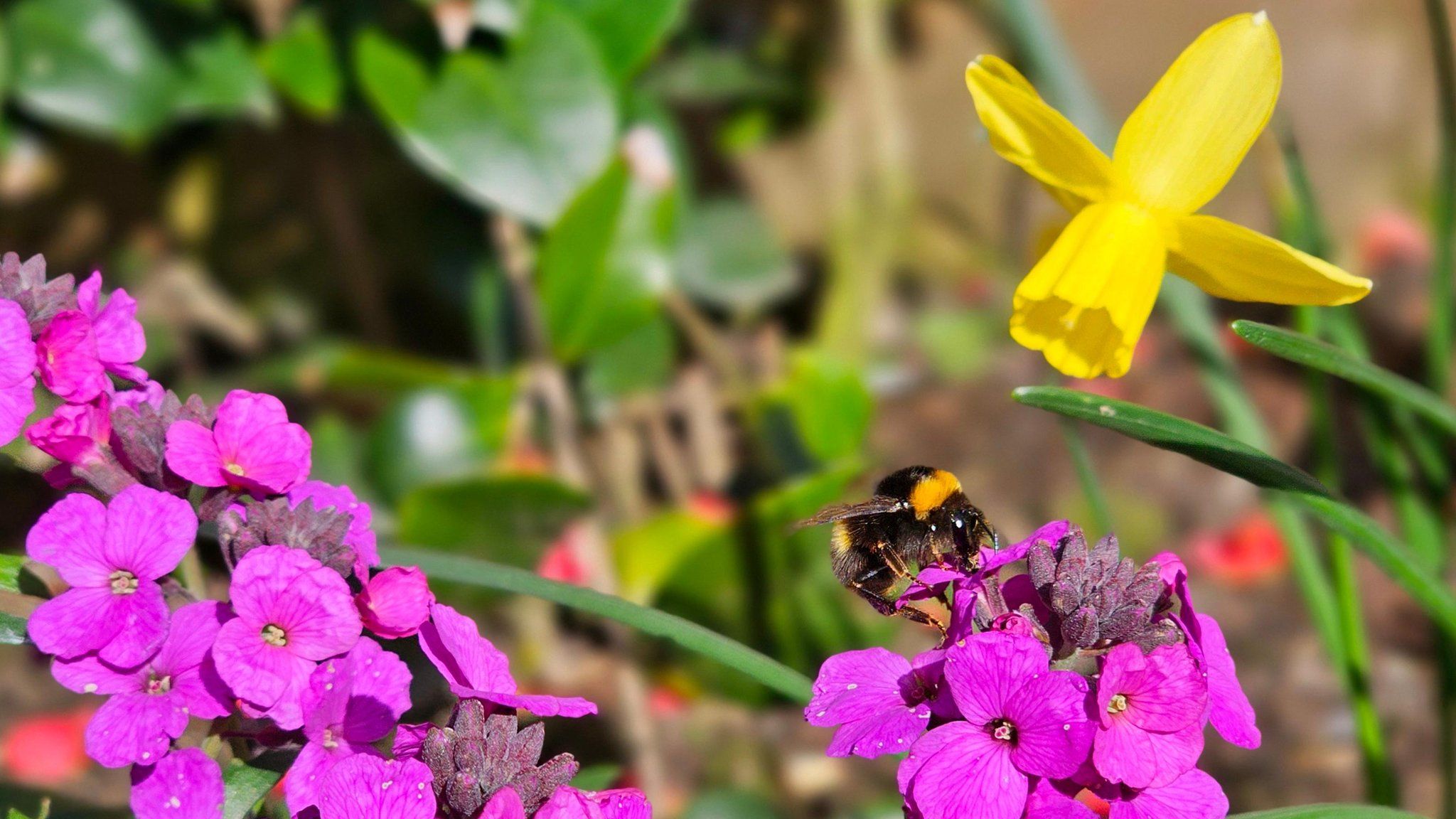 Bee on a flower in Wallsend
