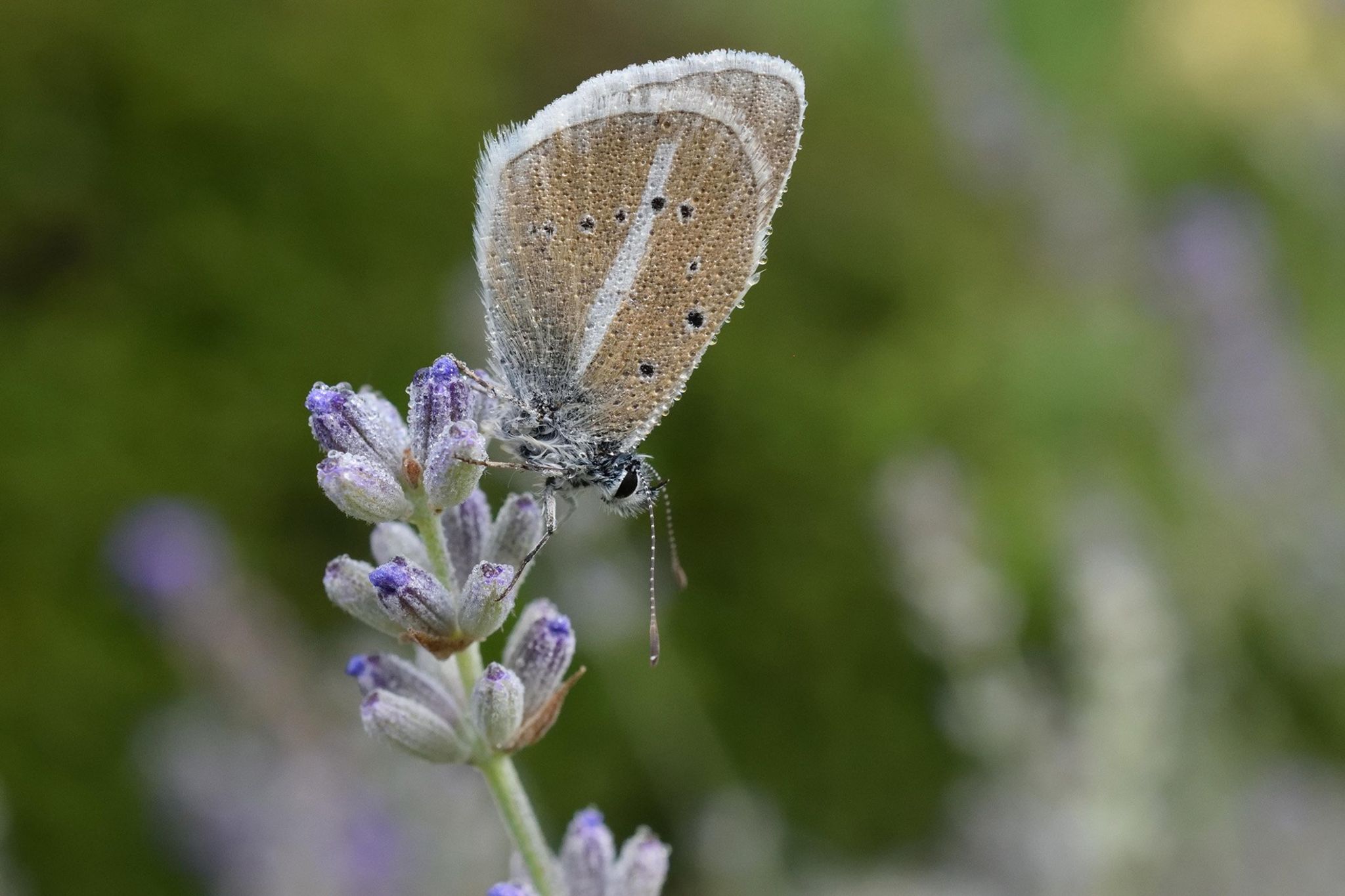A Damon Blue butterfly resting on a stalk with purple petals