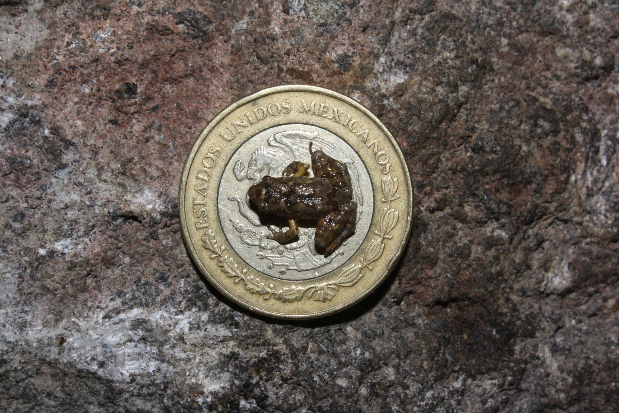 Tiny frog sitting on Mexican coin