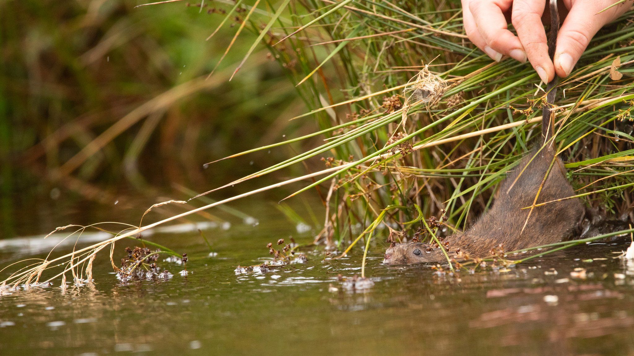 UK Wildlife: Endangered Water Voles Reintroduced To Lake District - BBC ...