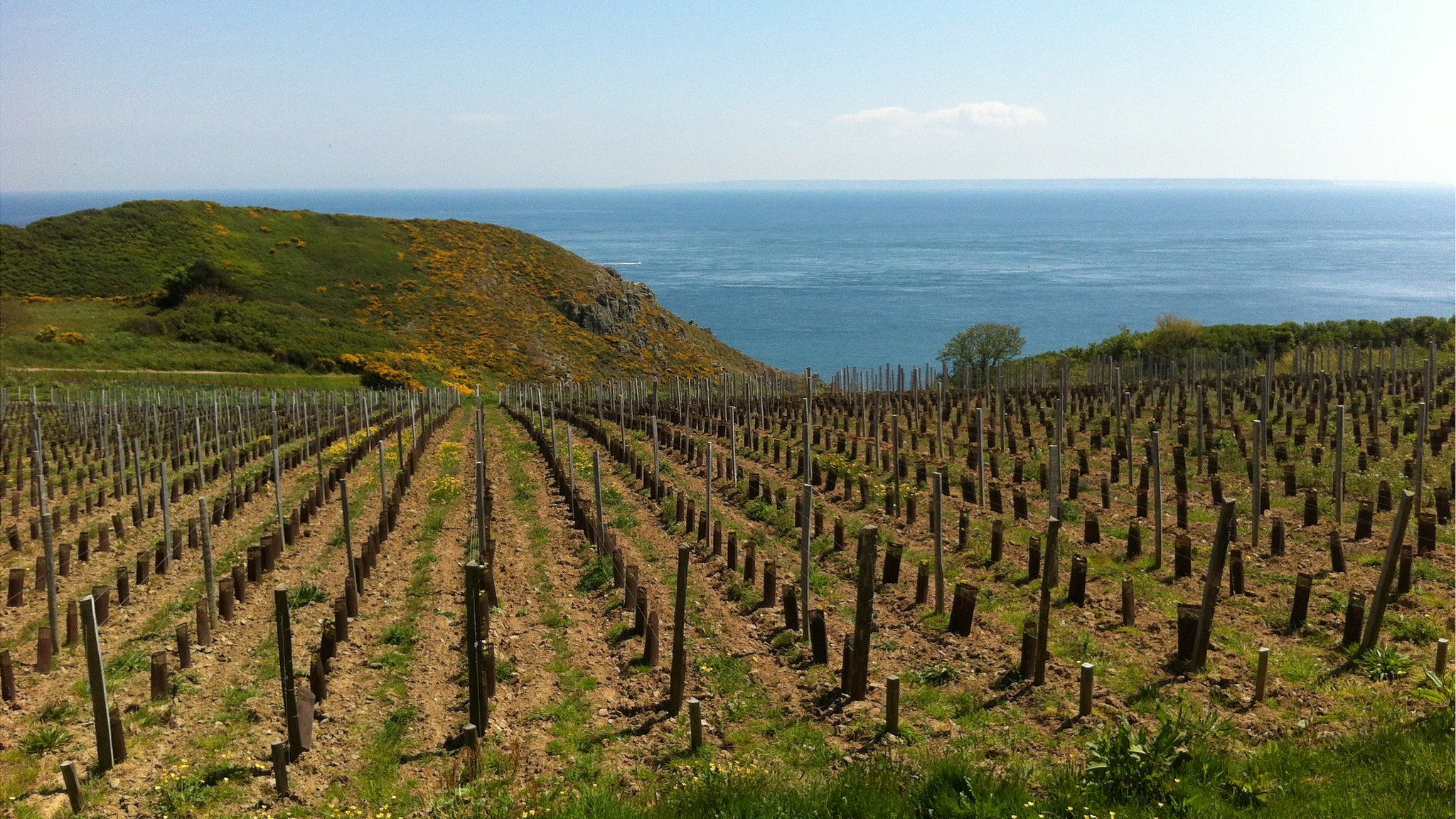 Sark vineyard