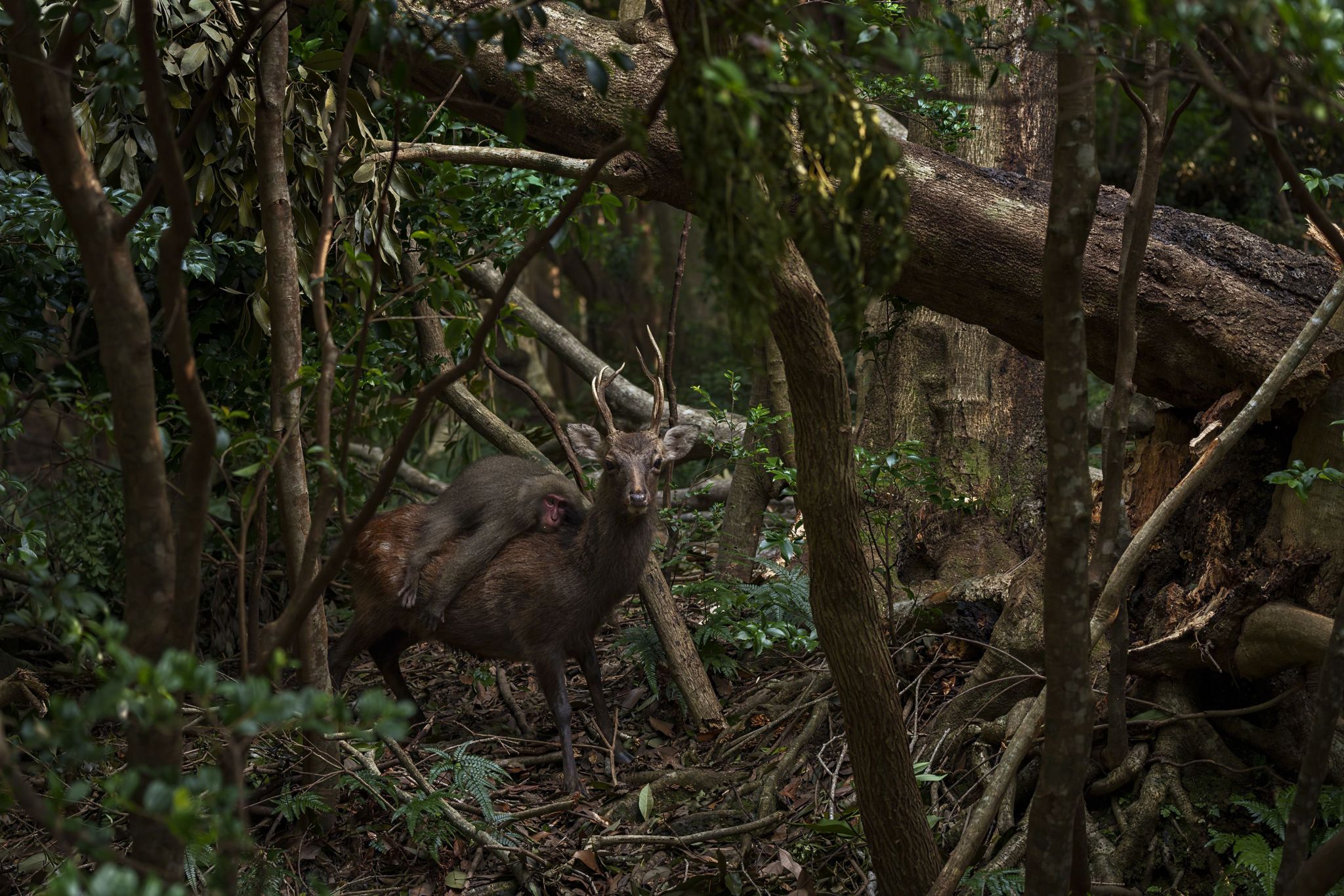 a young Yakushima macaque riding on a deer’s back
