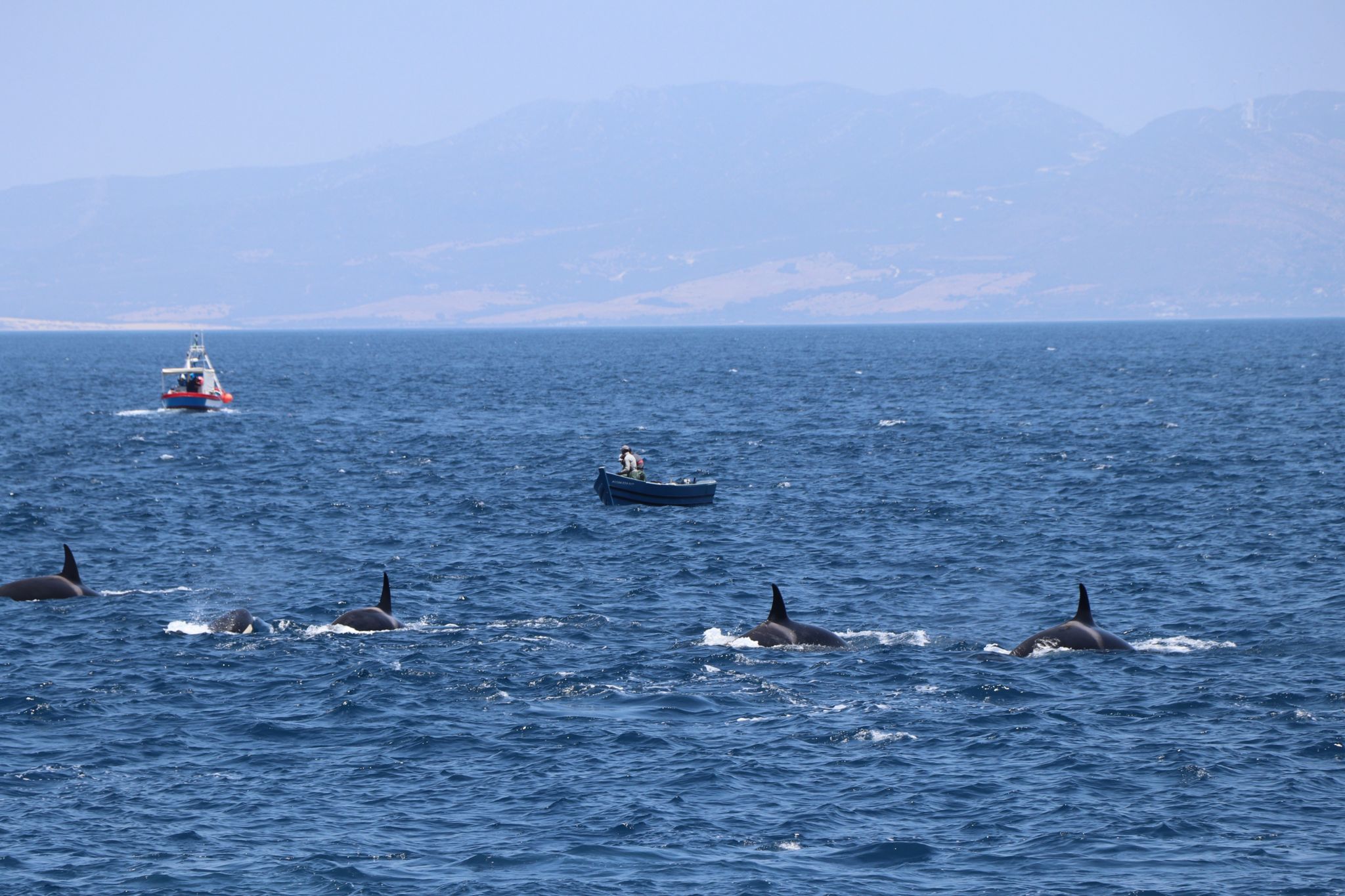 Iberian orcas and boats in the Strait of Gibraltar