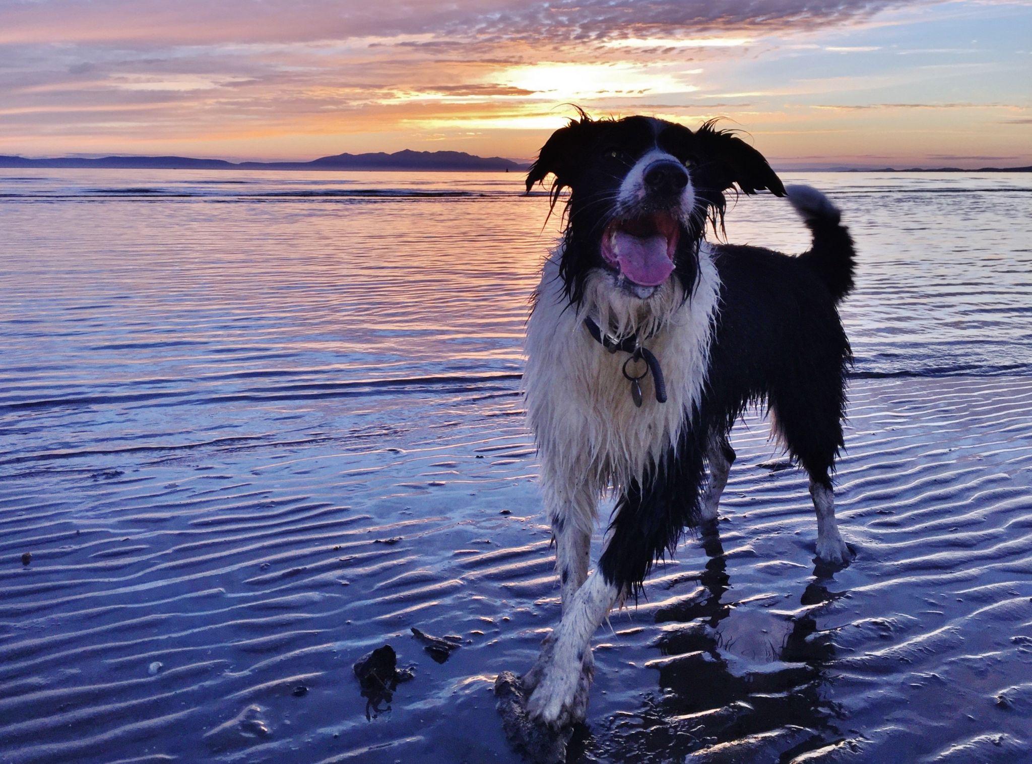 Paddy the dog on Barassie beach