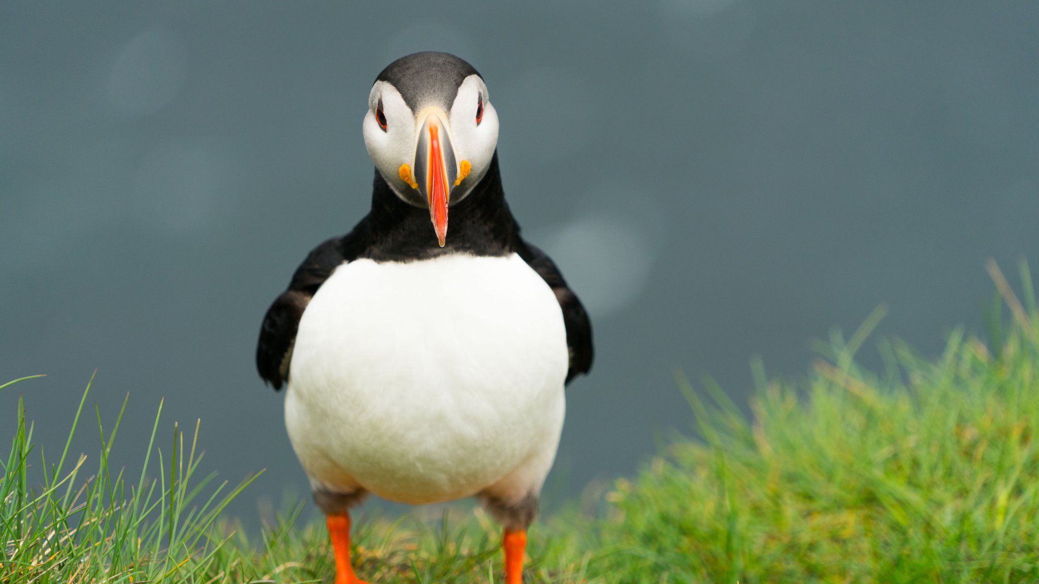 puffin-on-grass