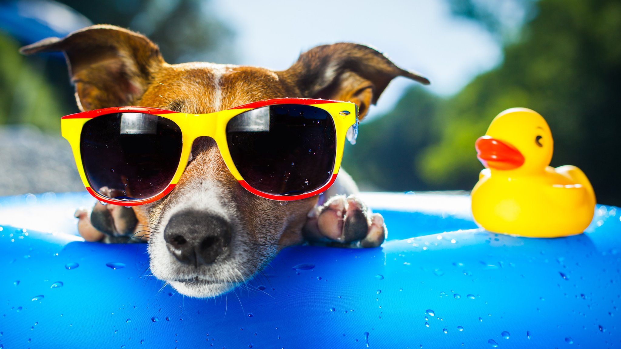 Dog in sunglasses with yellow rubber duck