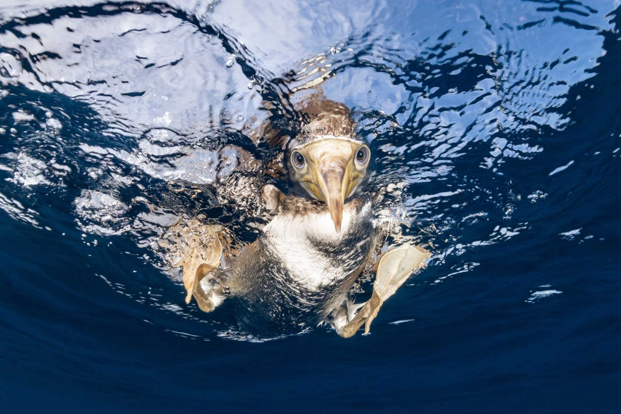 A brown booby diving for food