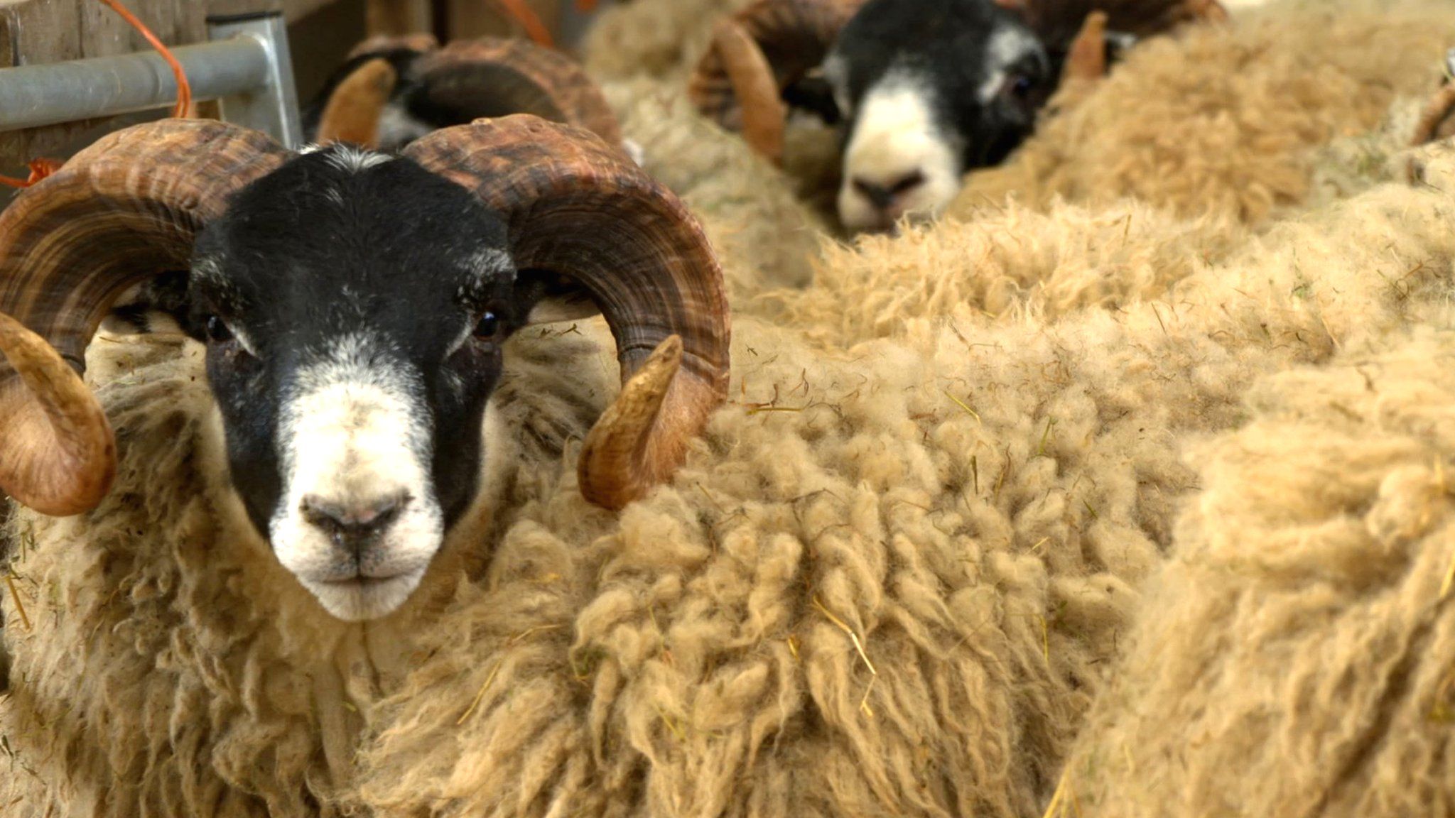 New tracking technology battles sheep rustling in Scottish farms - BBC News