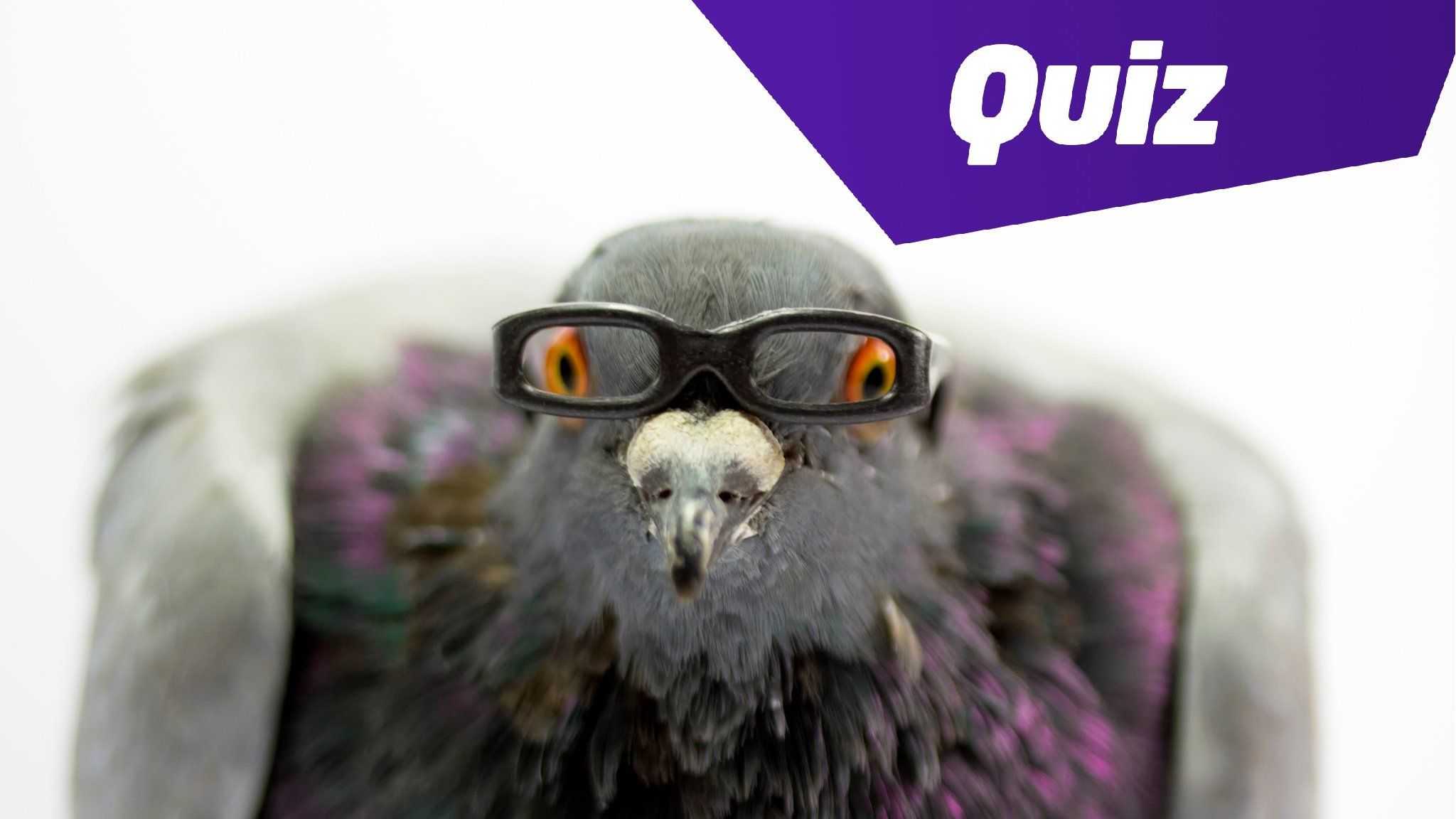 pigeon-in-glasses