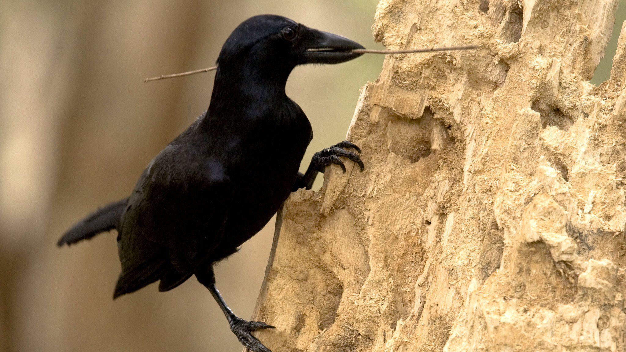 crow with a stick in its beak