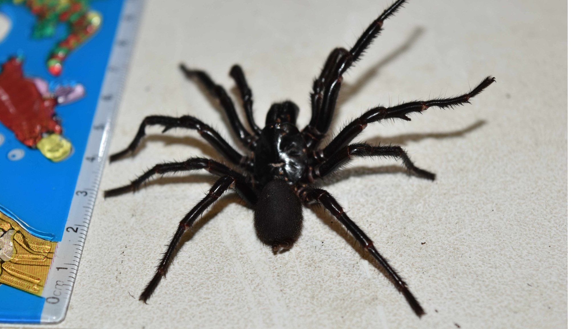 A picture of Big Boy, a 10cm funnel web found in Australia