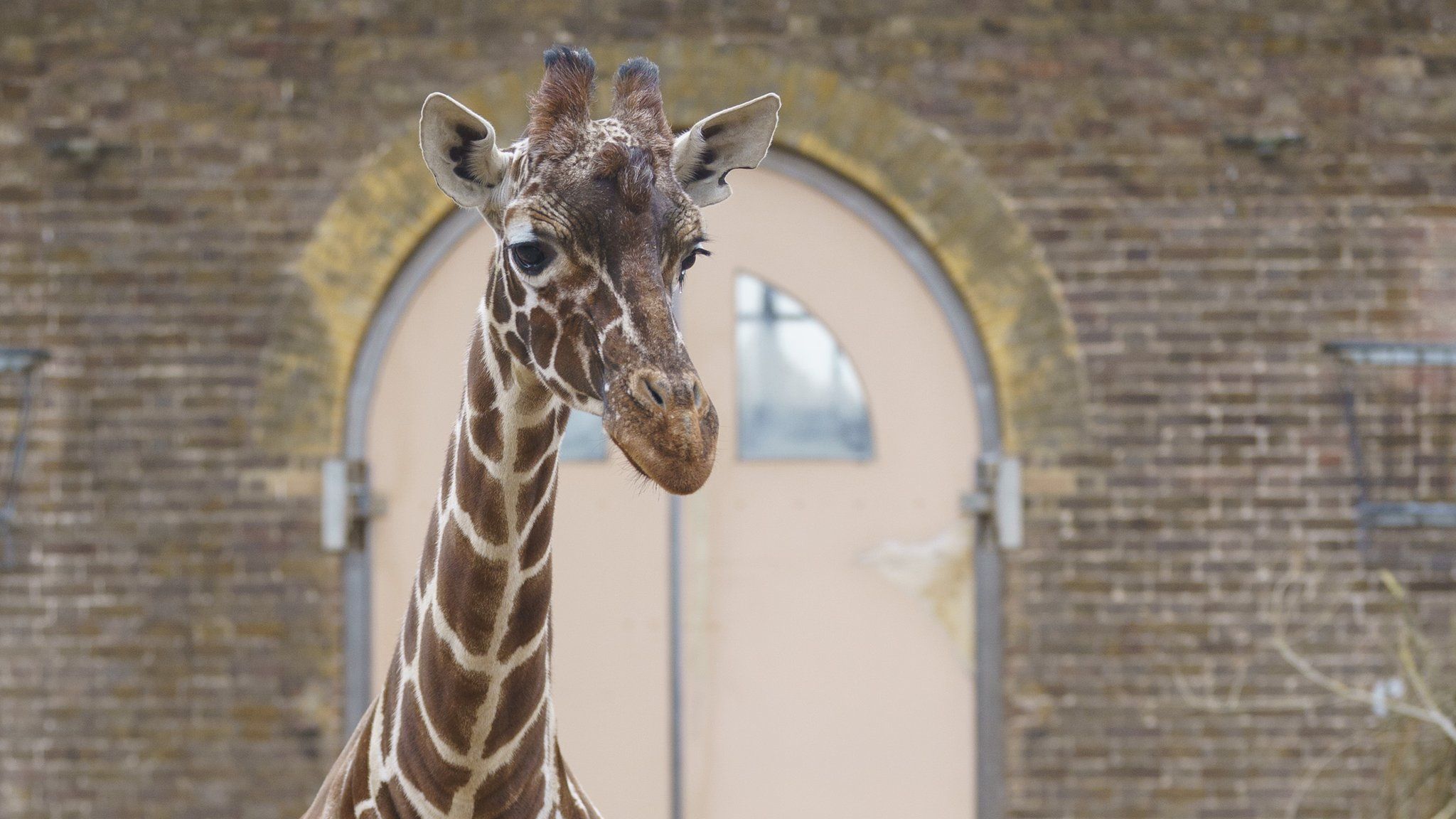 Meet the giraffe moving to London Zoo in a 'convertible'! - BBC Newsround