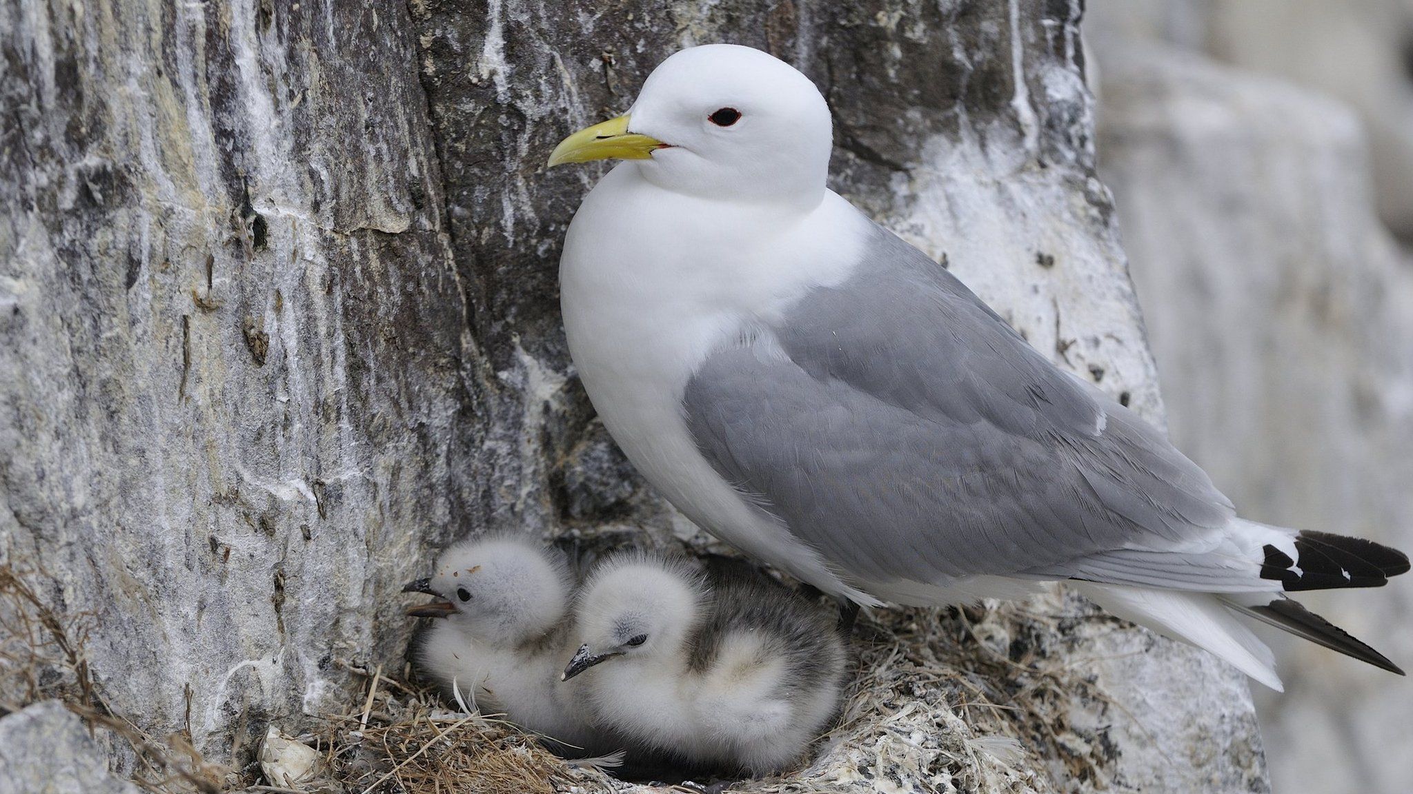 Black-legged kittiwake