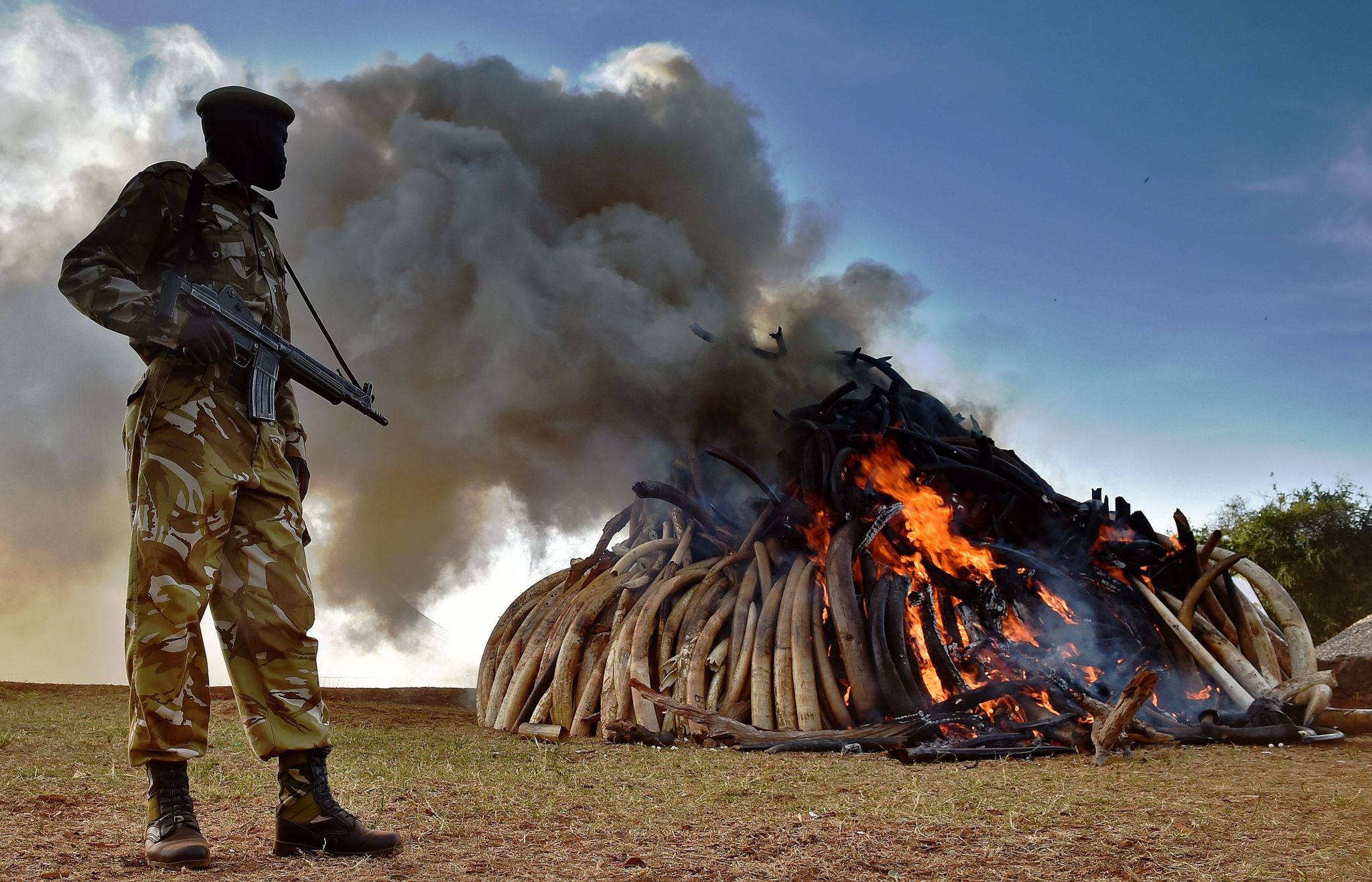 A Kenya Wildlife Services (KWS) officer stands near a burning pile of 15 tonnes of elephant ivory seized in Kenya at Nairobi National Park on 3 March, 2015.