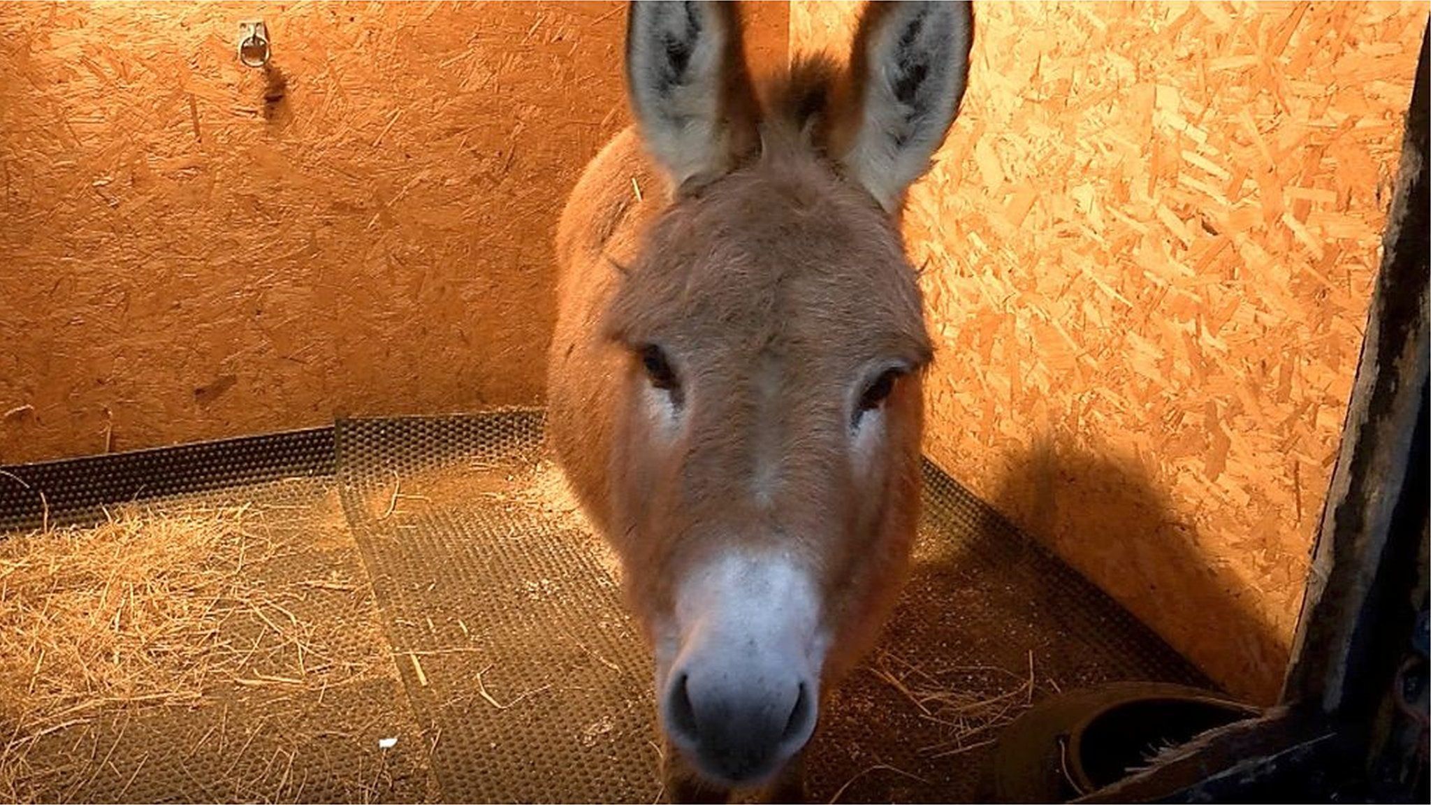 Donkey in a stable