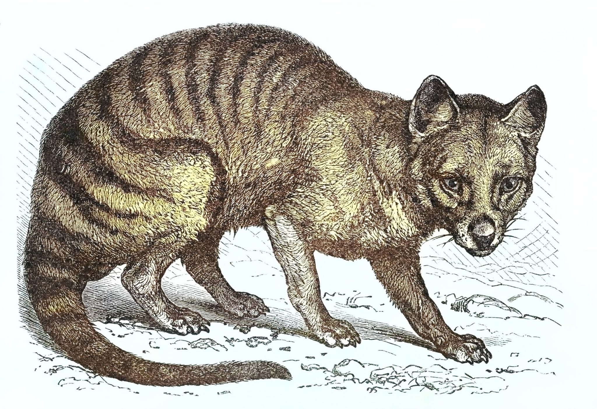 Tasmanian tiger: The enduring belief in an extinct animal - BBC News