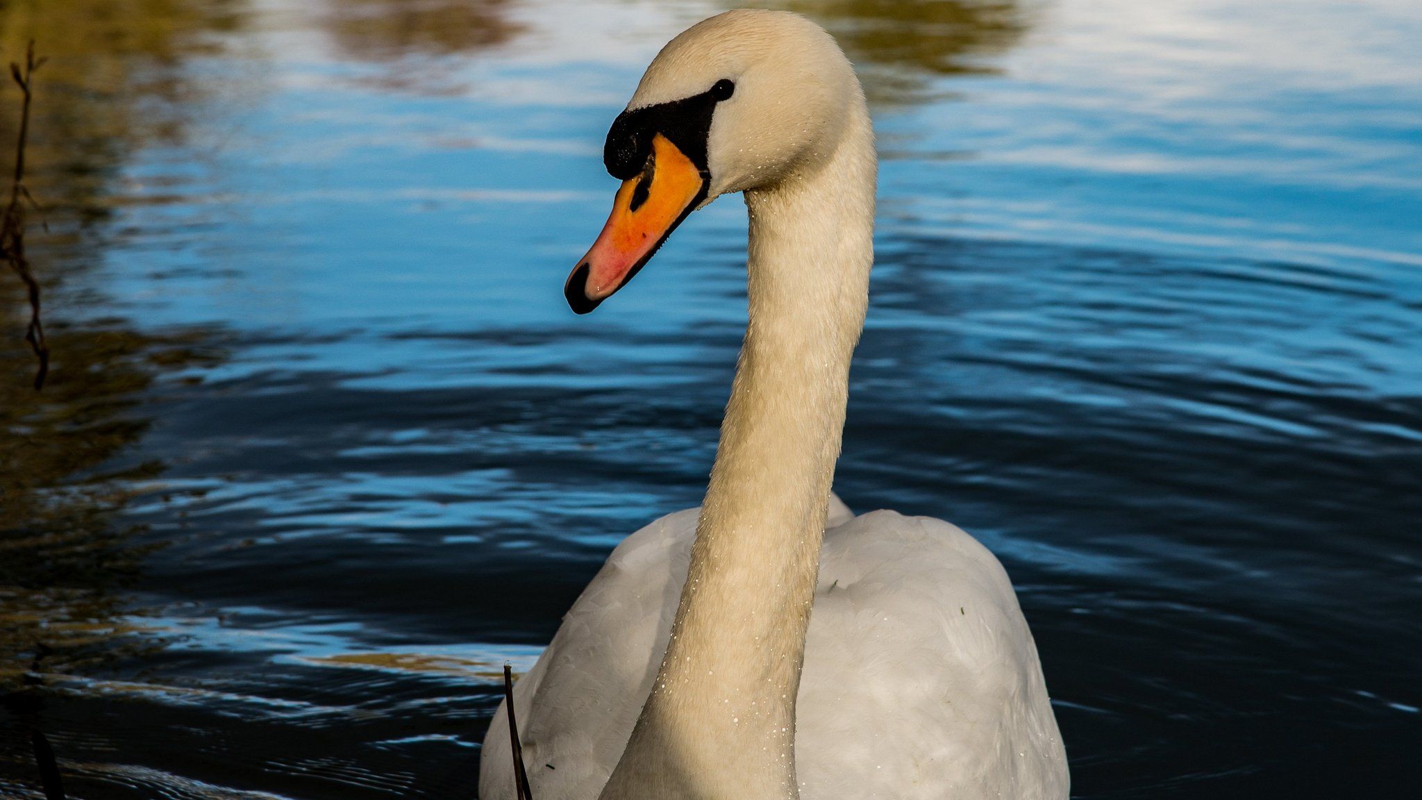 A mute swan on the Thames at Clifton Hampden