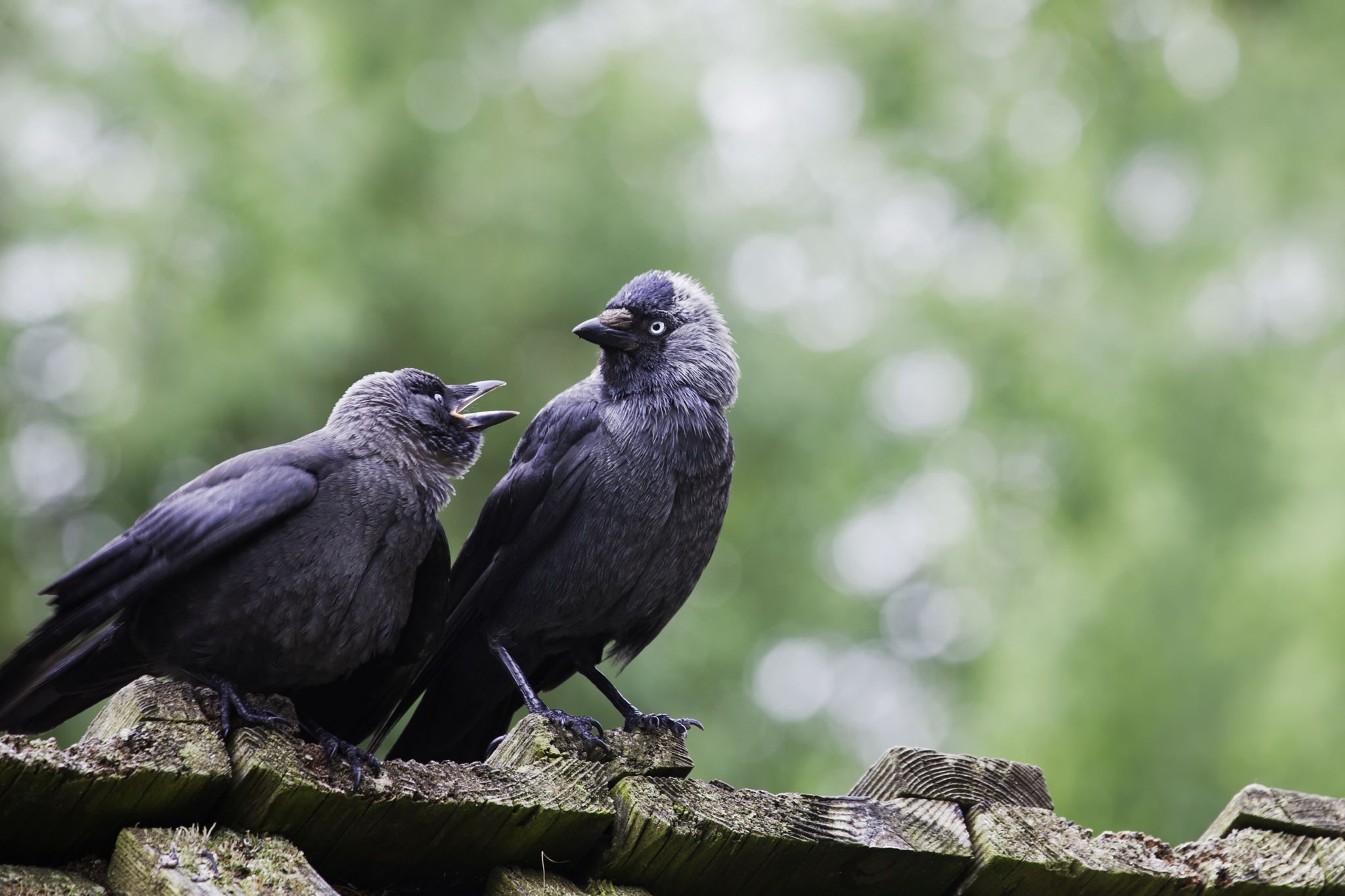 'Democratic' jackdaws use noise to make decisions
