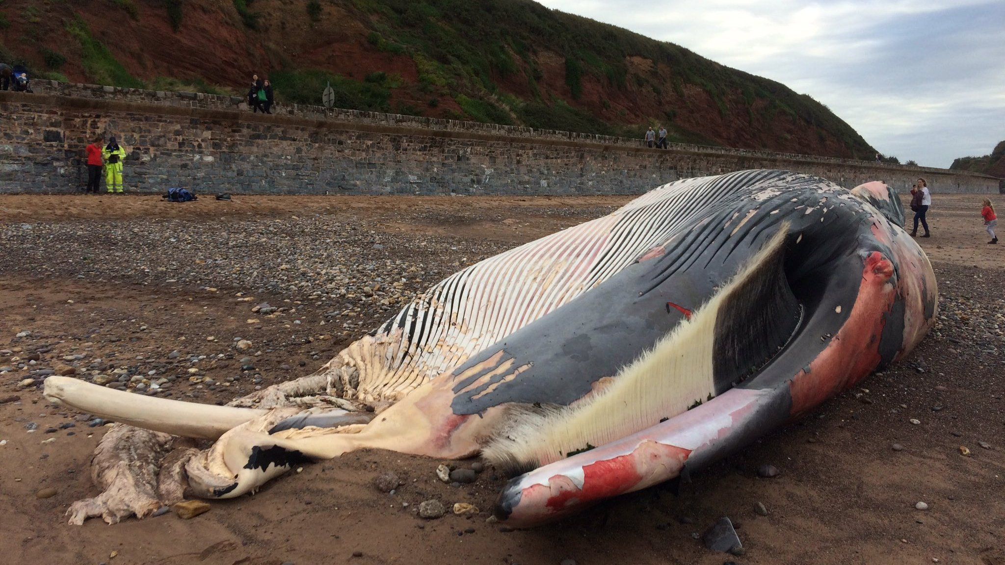 A dead sperm whale washed up on Red Rock beach.