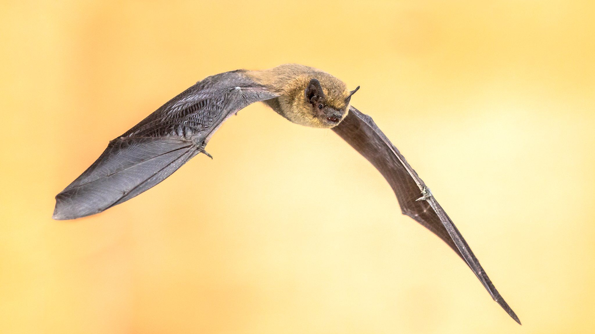A bat has won New Zealand's Bird of the Year 2021 competition BBC