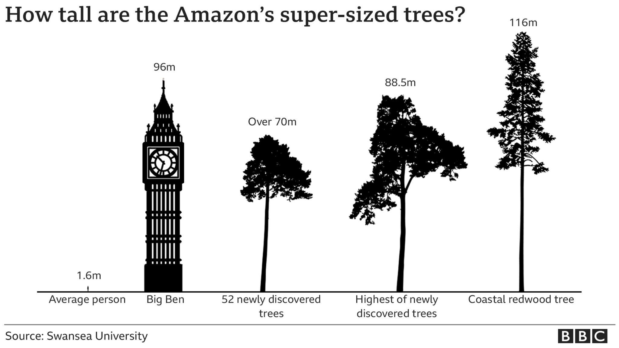 swansea-scientist-helps-protect-amazon-s-tallest-trees-bbc-news