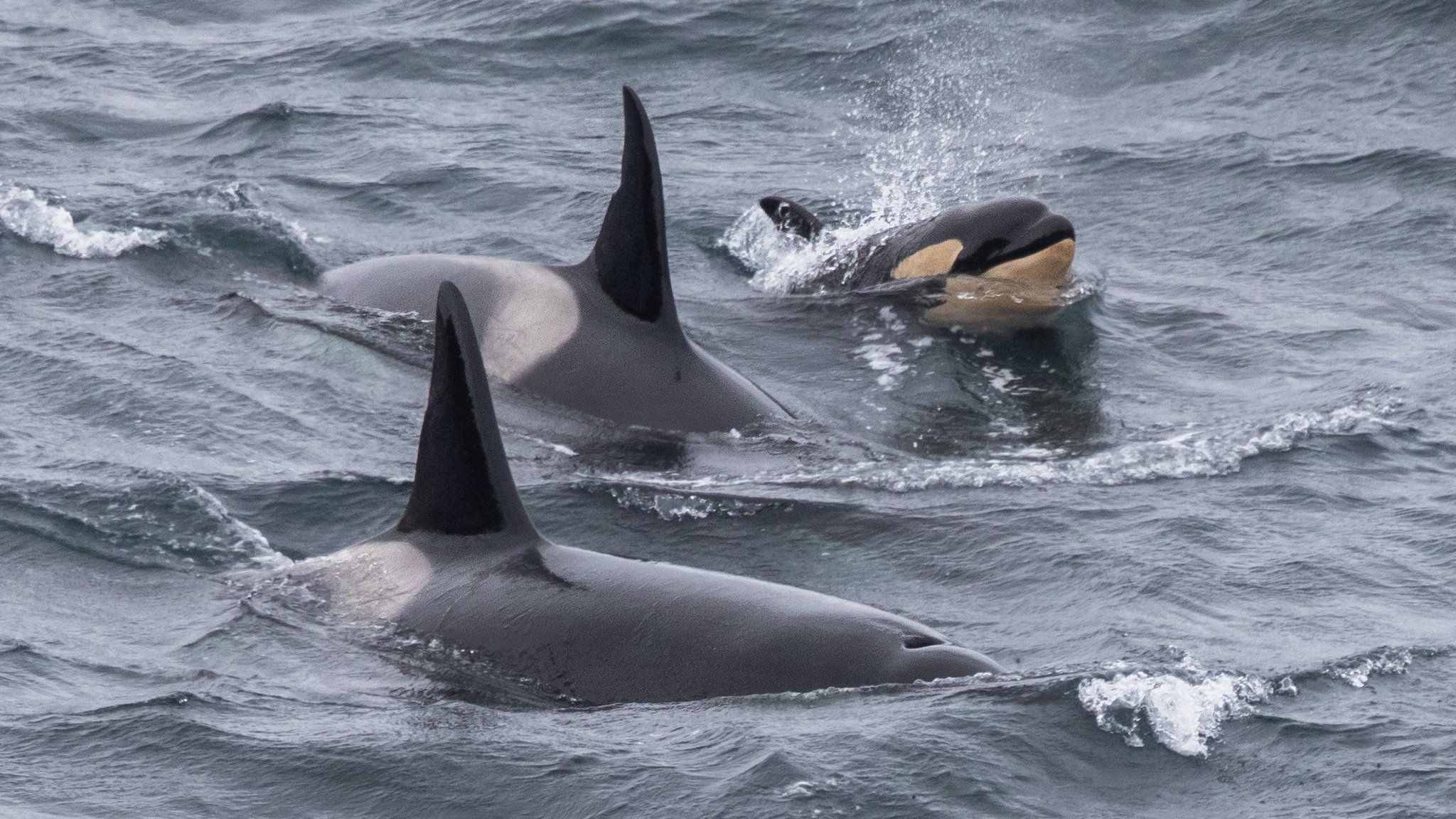 Adult orcas and calf