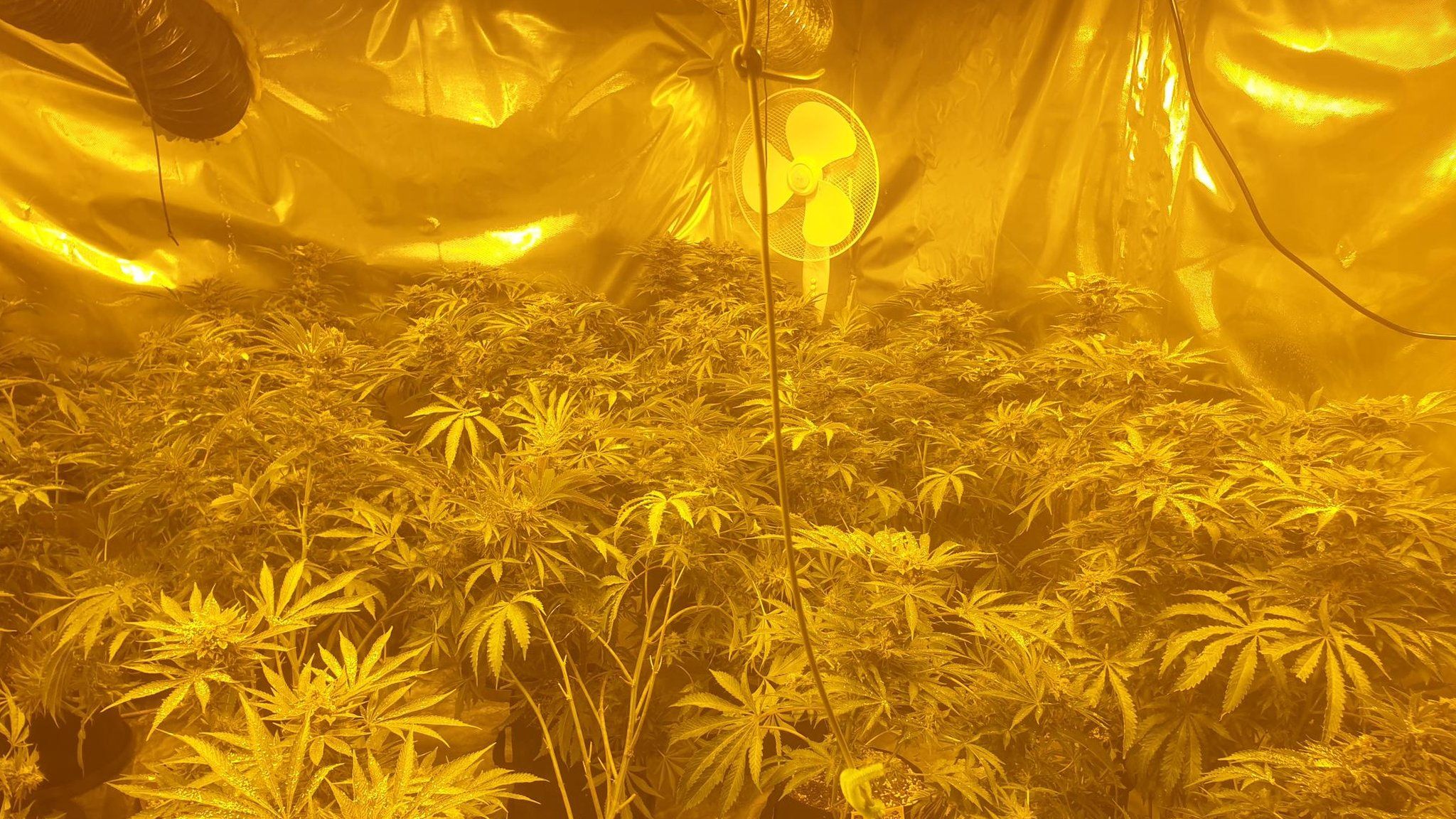 room with metal fabric on walls, filled with cannabis plants