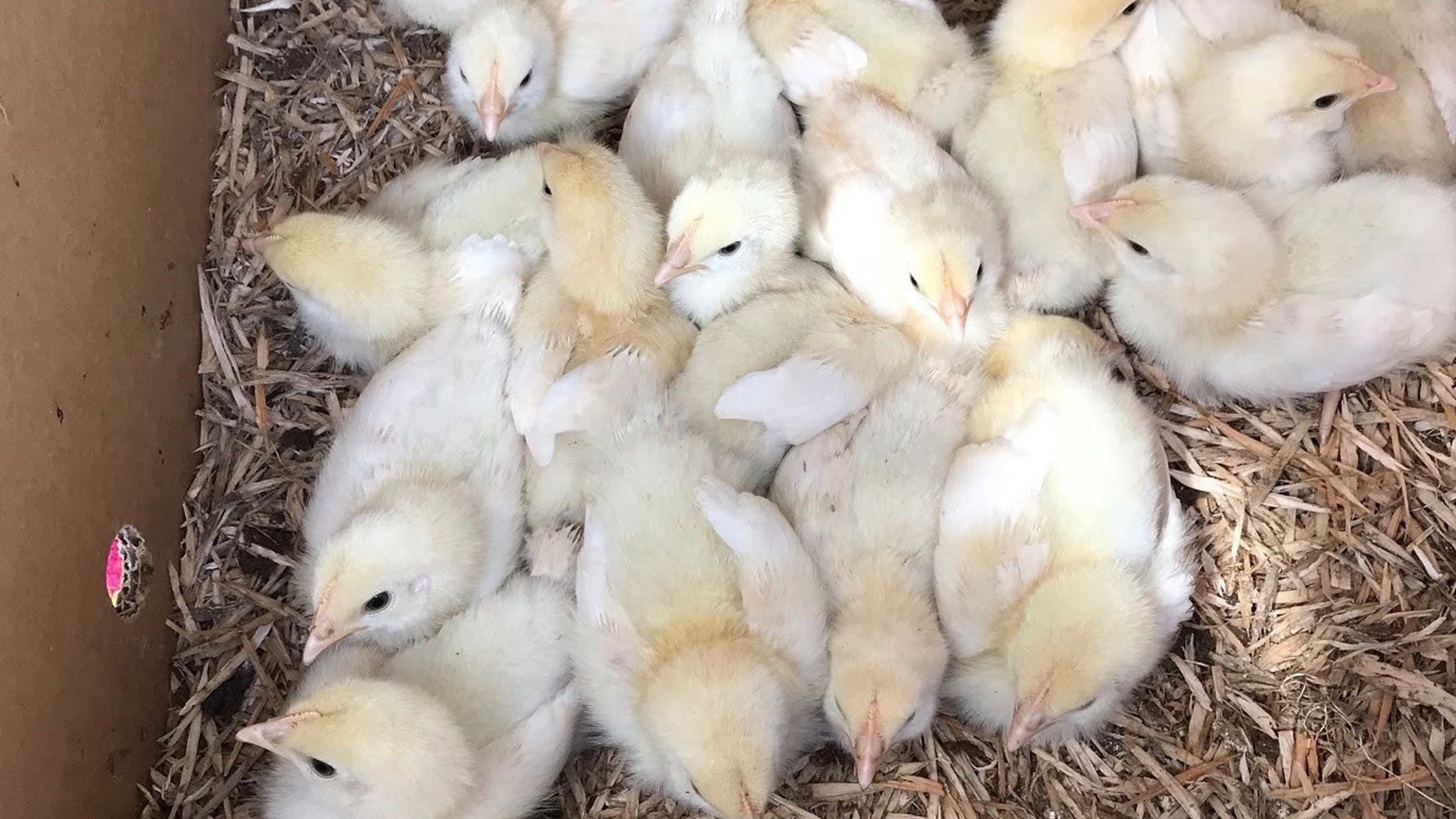One of the batches of chicks