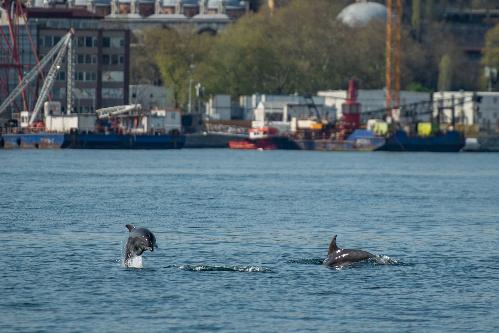 Residents of Istanbul say dolphins are coming further up the Bosphorus than usual