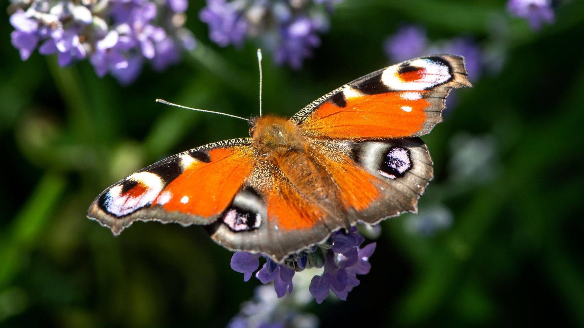 A Peacock russet butterfly