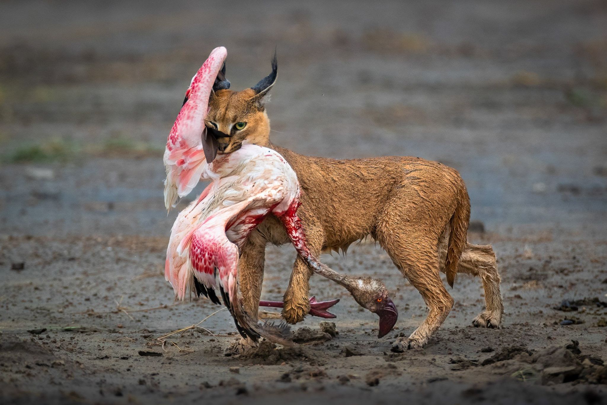 caracal catching bird