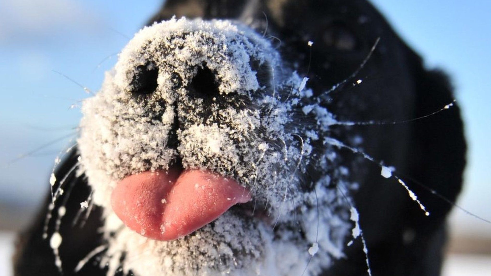 A dog with snowy whiskers