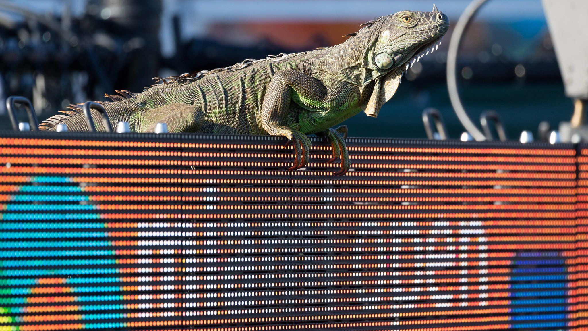 An iguana caused a brief play interruption and commotion in the stands at the Miami Open