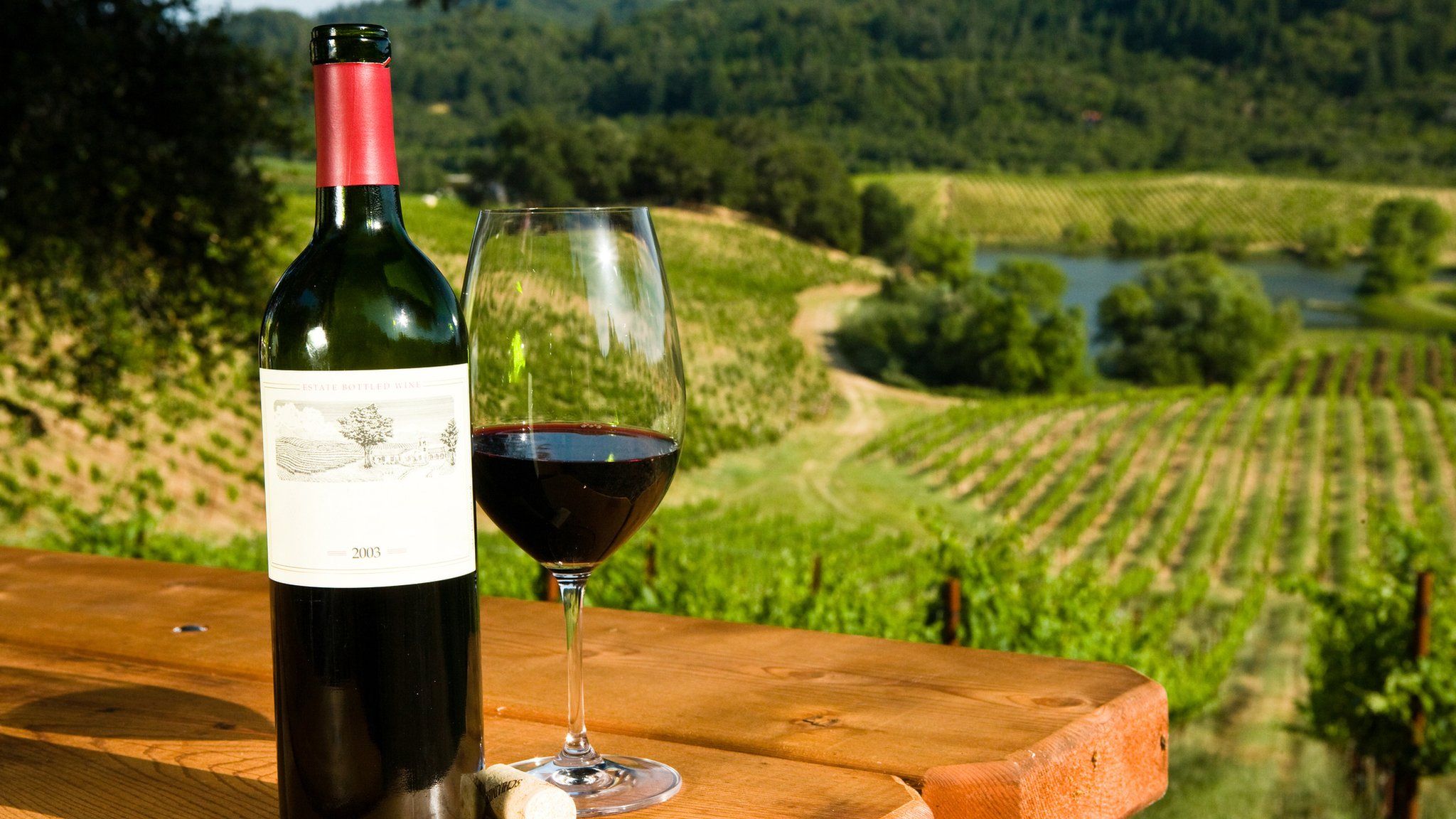 Bottle of wine in a vineyard