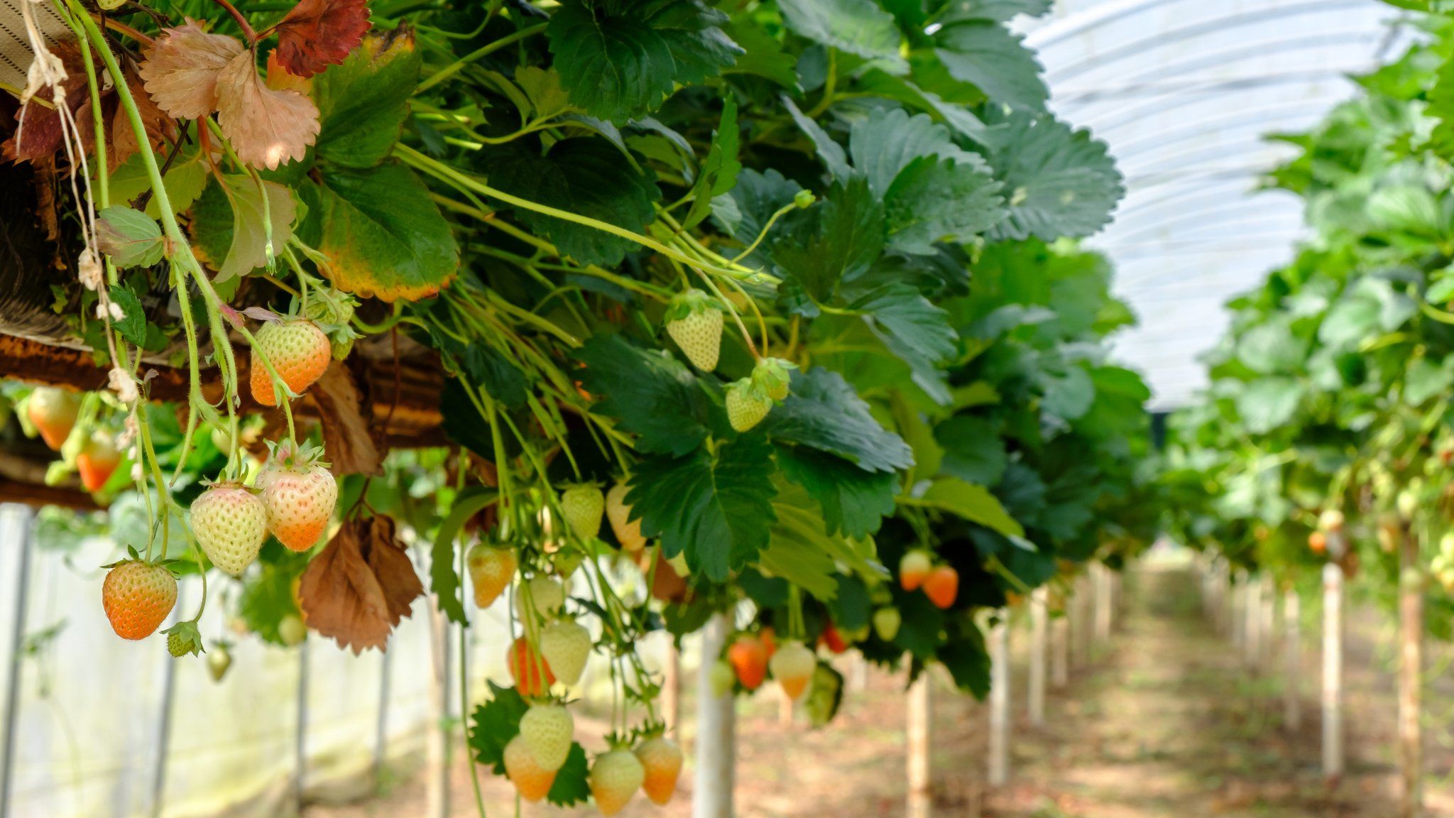 Strawberry plants in a polytunnel