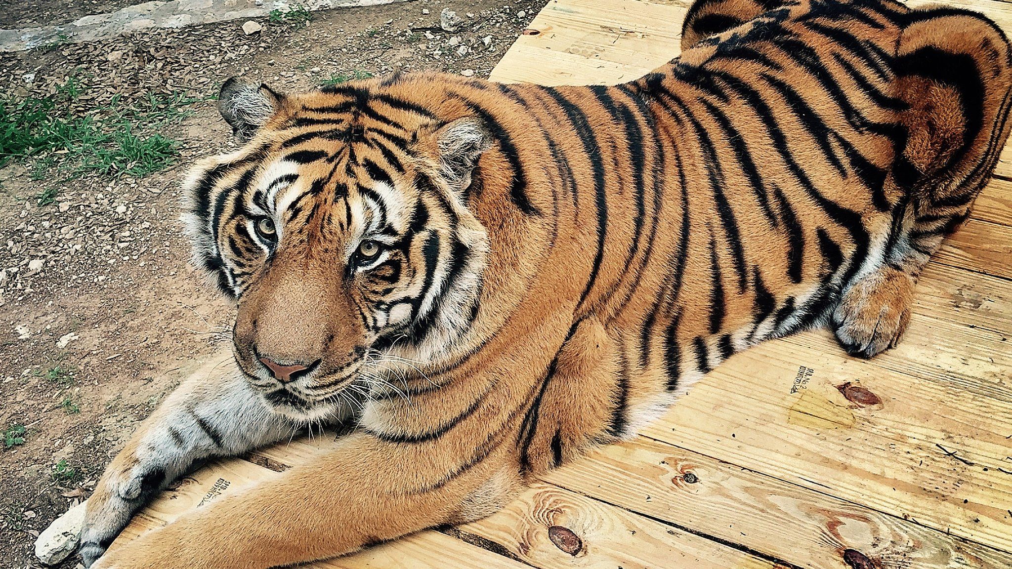 A baby white tiger is fed with a bottle by its minder at the zoo in News  Photo - Getty Images