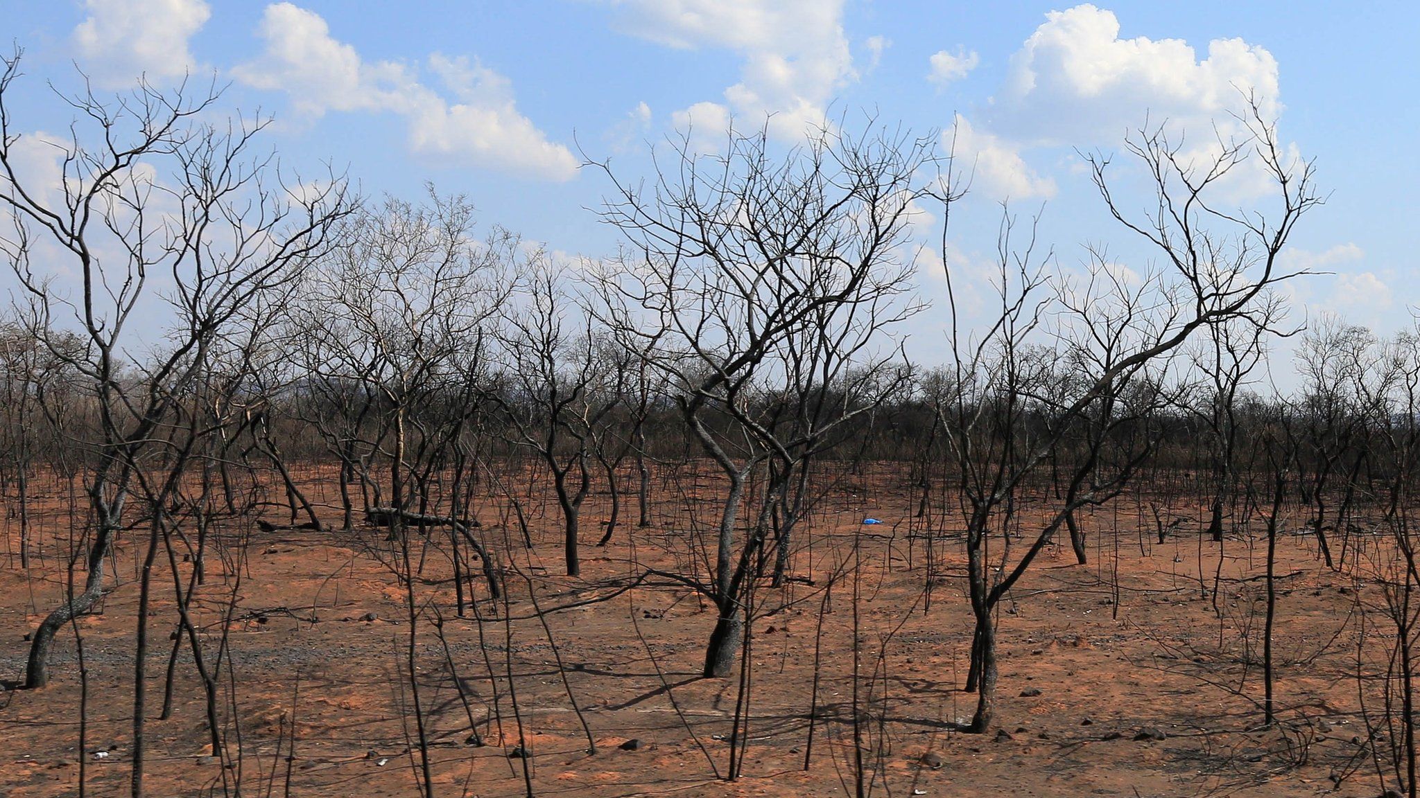View of a burned forest in San Jose de Chiquitos, in Bolivia, 28 August 2019