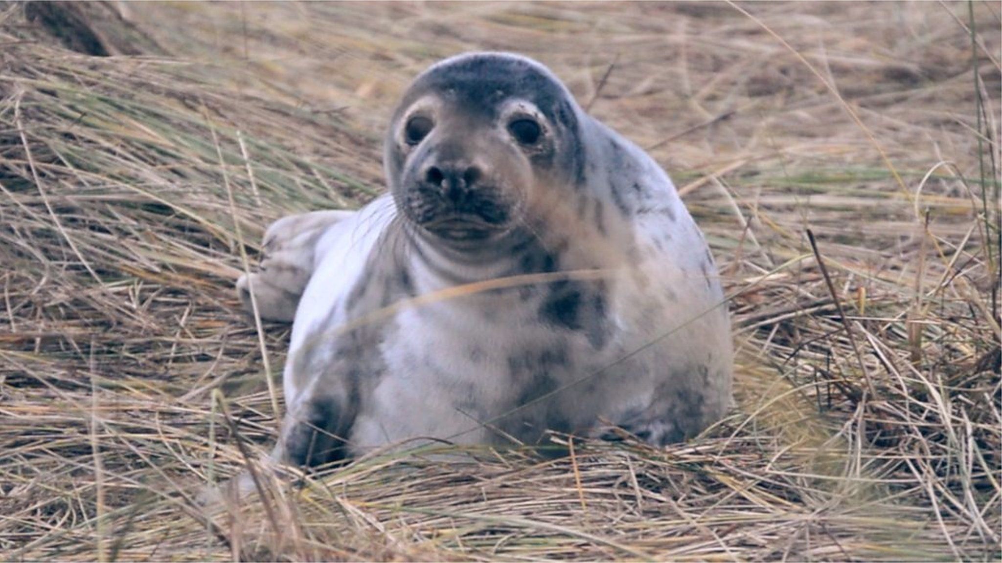 Grey seal at Blakeney Point