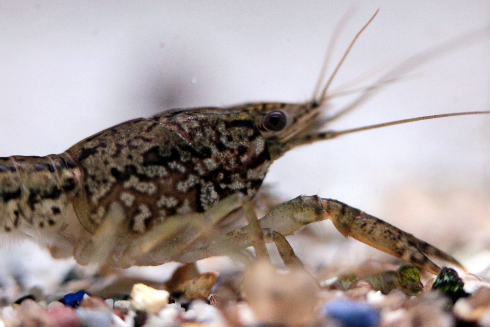 A marbled crayfish enjoys a swim in his fish tank in Wiesbaden, Germany, 18 August 2010