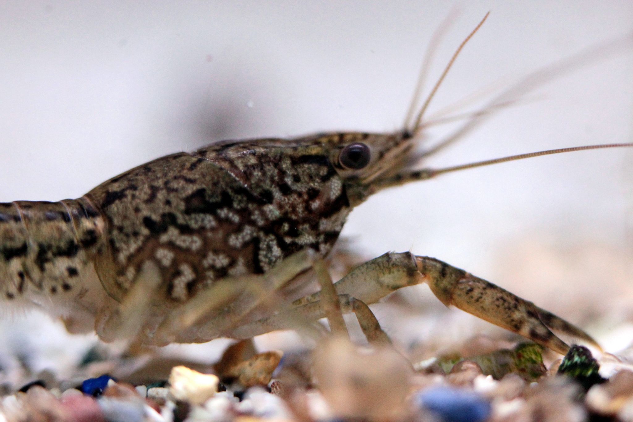 white out pen marked crayfish