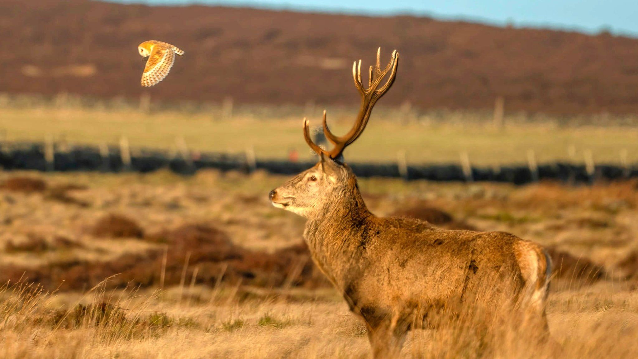 An owl and stag in the Peak District in Derbyshire