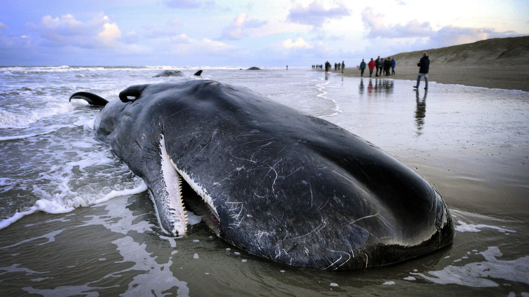 Washed up sperm whale