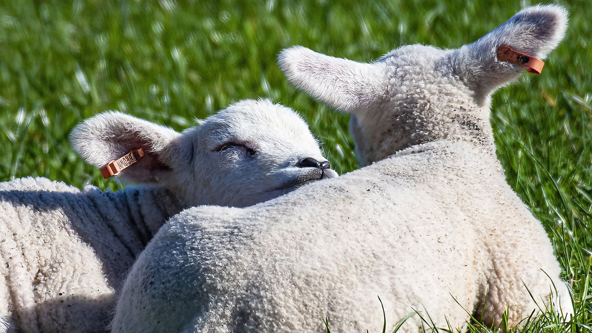 Lambs in Reeth