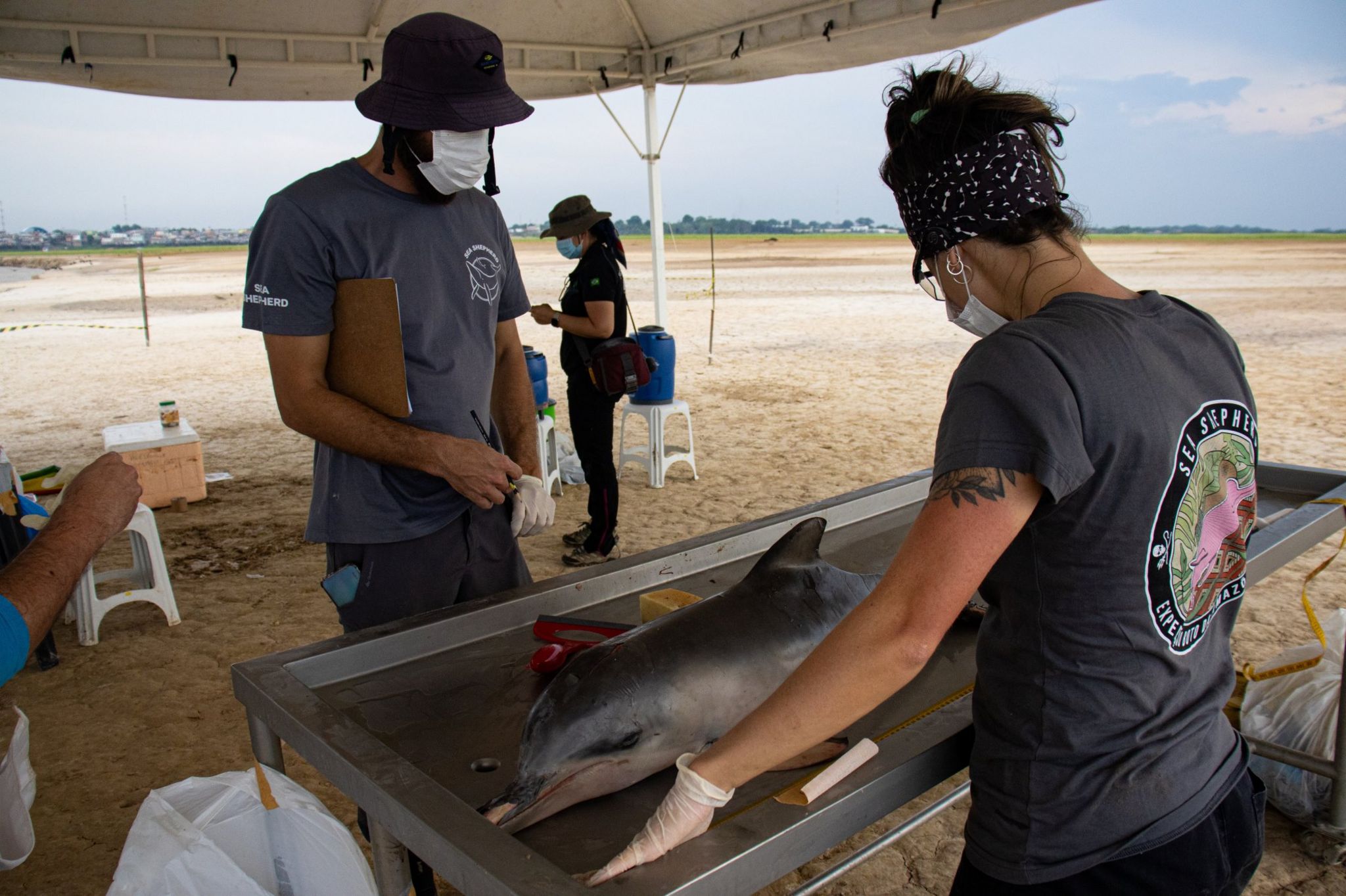 Oamenii de știință măsoară un delfin mort