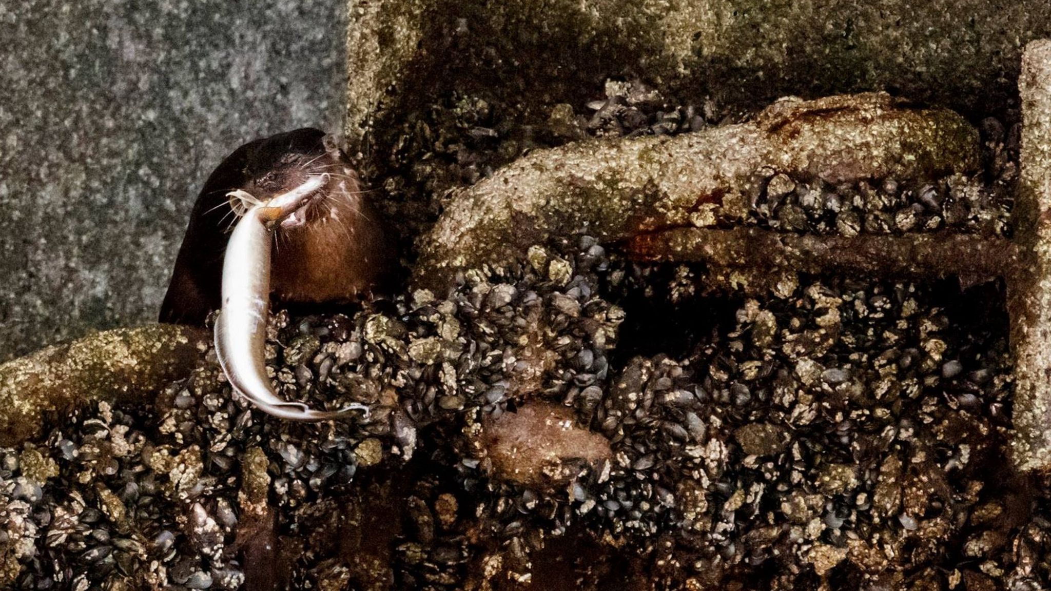 Otter photographed landing big fish on Kessock Bridge BBC News