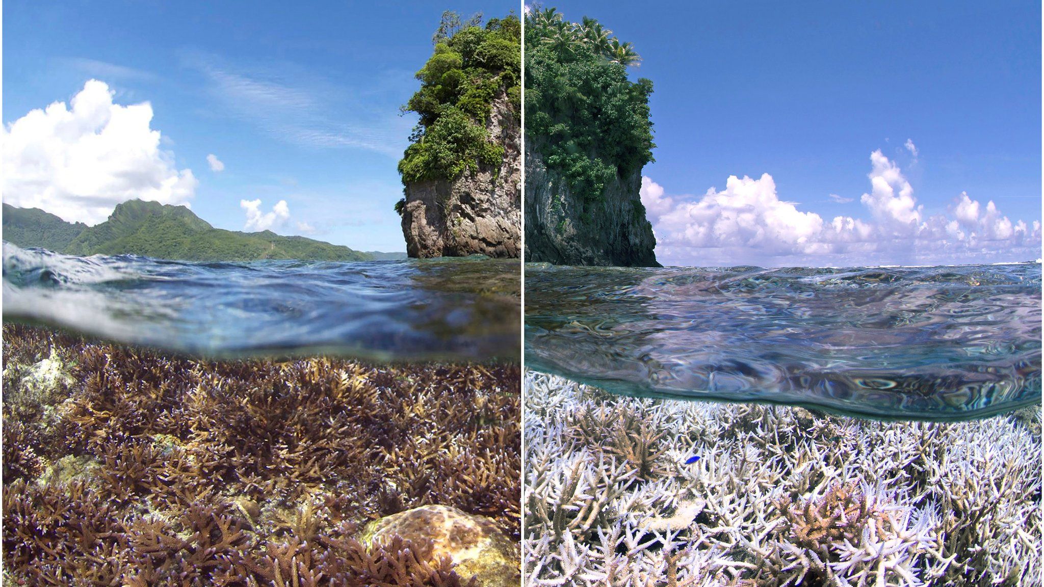 Coral bleaching event (right) in American Samoa (Image courtesy of The Ocean Agency)