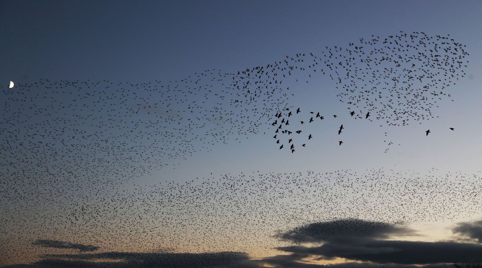 In pictures: Starlings swarm over Gretna - BBC News