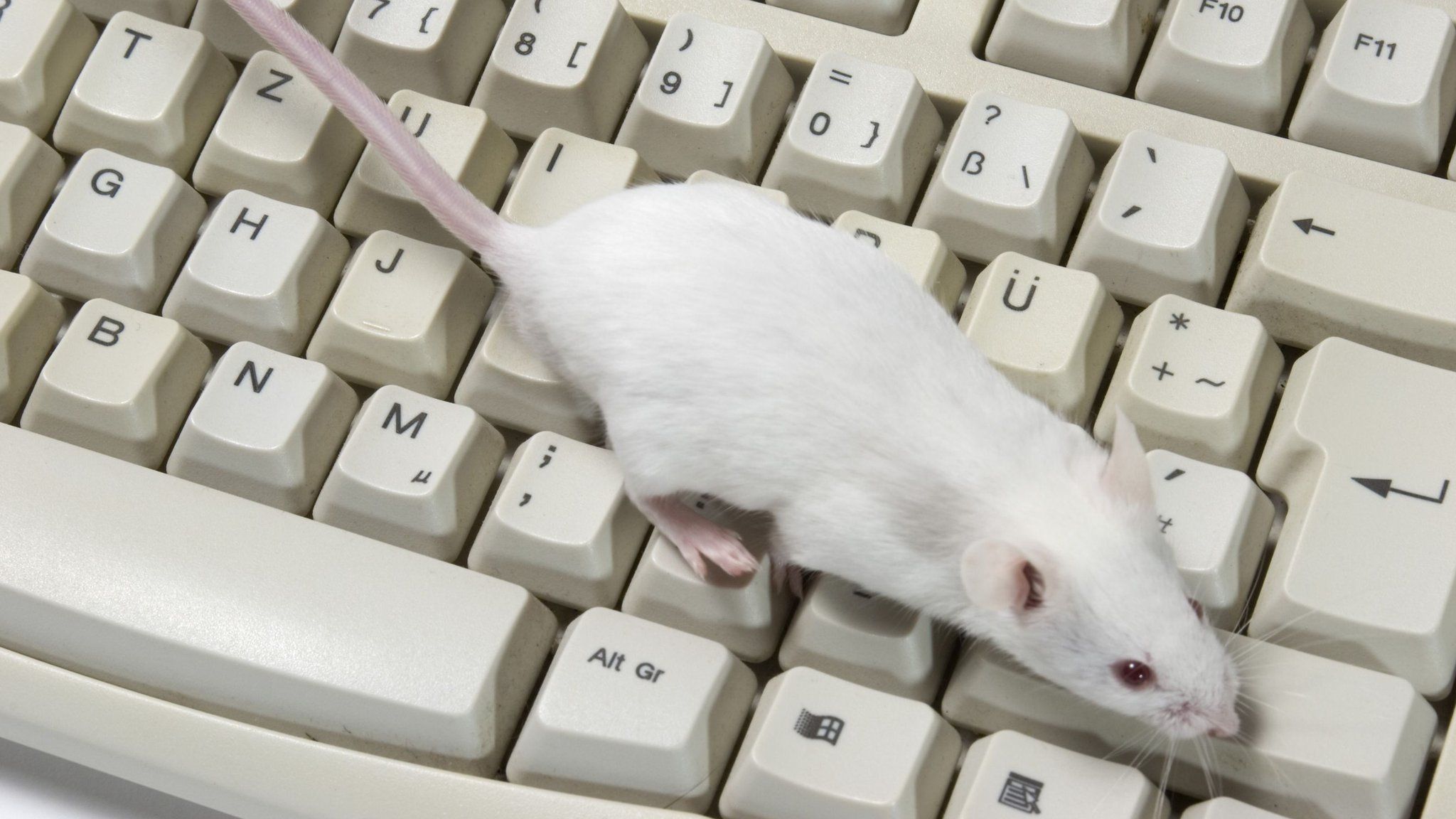 Researchers hope mice may be able to hear irregularities the human ear might miss
